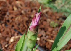 Temuan Bakteri di Akar Kunyit yang Efektif Melawan Sel Kanker Payudara di RI