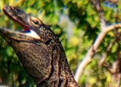 Penampakan Komodo Liar di Area Resto ITDC Golomori NTT