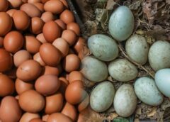 Telur Ayam atau Bebek Mana yang Lebih Baik untuk Dikonsumsi?